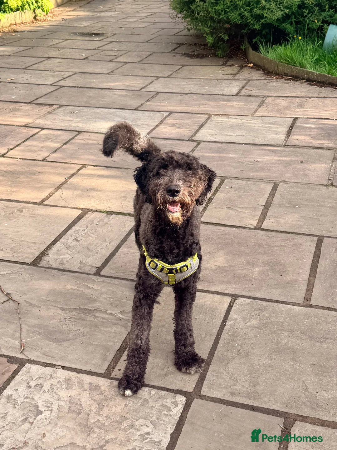 Mixed Breed dogs for sale: beautiful sheepadoodle looking for a forever home - Advert 1