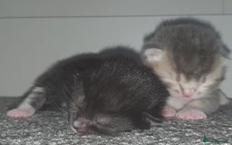 Domestic Shorthair cats for sale: Kittens looking for their new home - Image 1