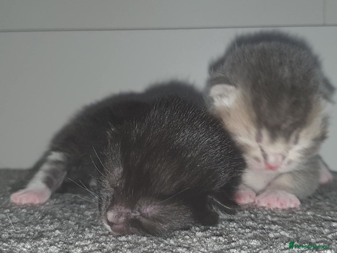 Domestic Shorthair cats for sale: Kittens looking for their new home - Image 1