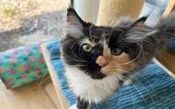 Maine Coon cats for sale: Pedigree Maine Coon kittens  - Image 9