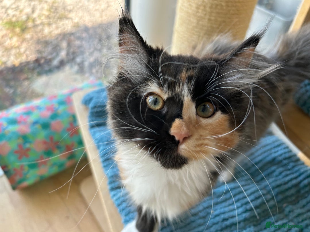 Maine Coon cats for sale: Pedigree Maine Coon kittens  - Image 9