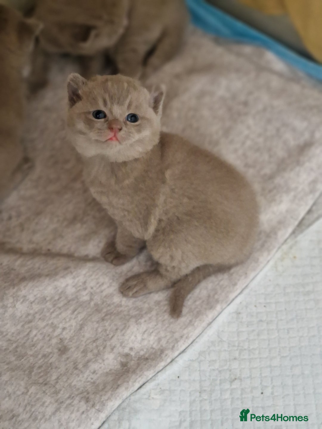 British Shorthair cats for sale: 2 gorgeous lilac British shorthair x2 males - Image 3