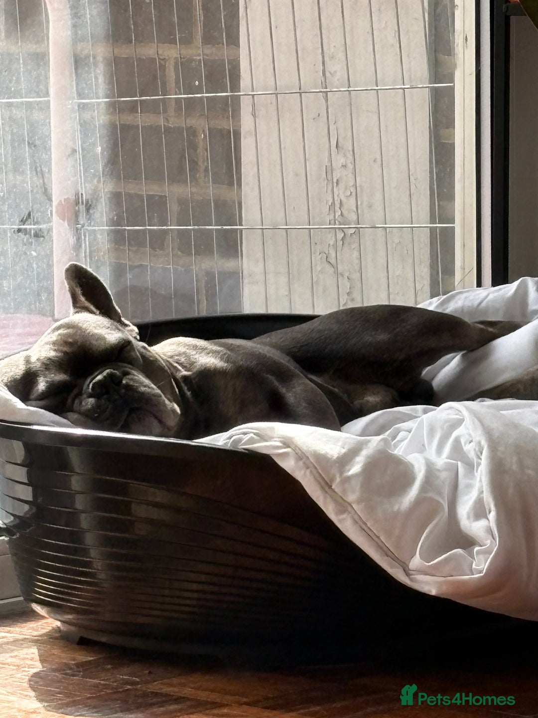 French Bulldog dogs for stud: Stunning French bulldog - Advert 4