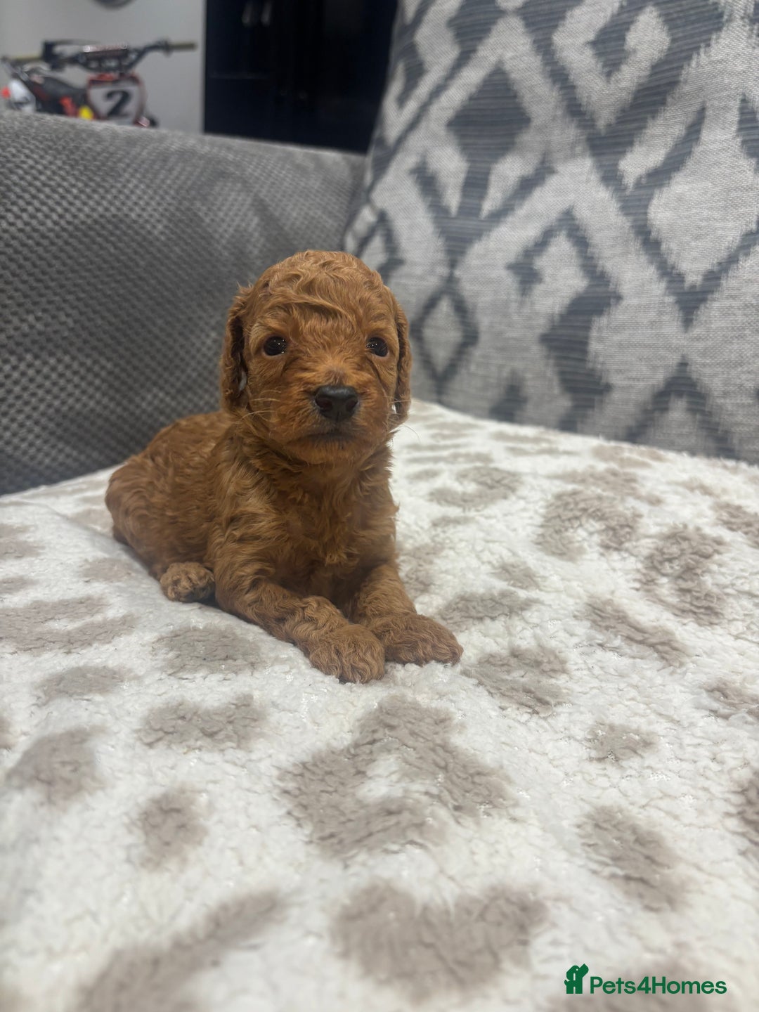 Cockapoo dogs for sale: Beautiful deep red f1b cockapoos  - Image 11