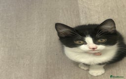 British Longhair cats for sale: Sweet natured,beautiful kitten&seresto fleaCollar  - Image 3