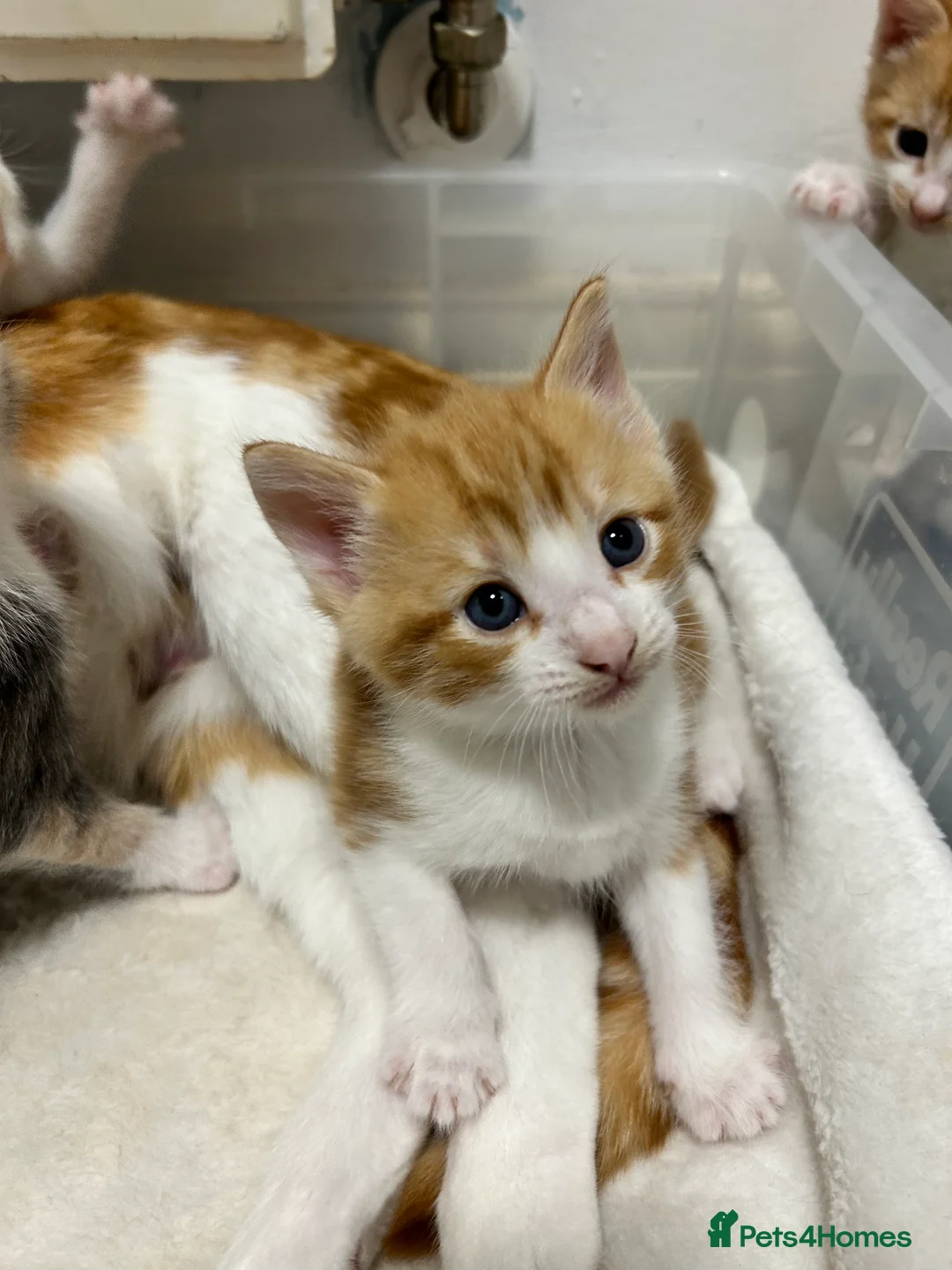 Mixed Breed cats for sale: 2 ginger boys for sale  - Advert 2