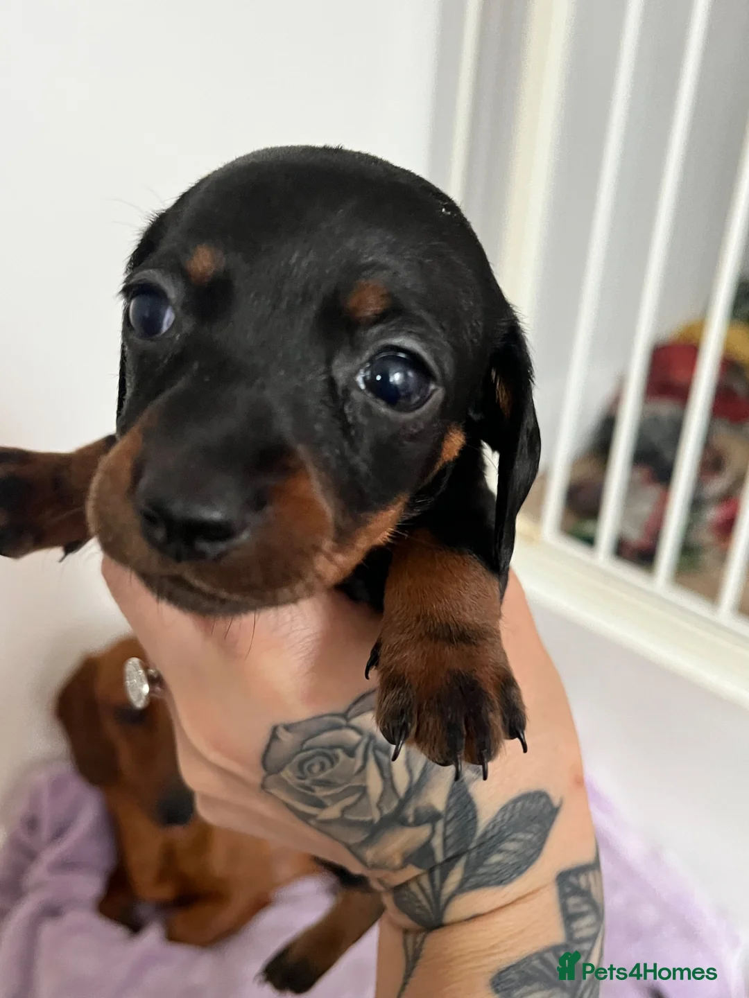 Dachshund dogs for sale: Dachshund puppies - Advert 16