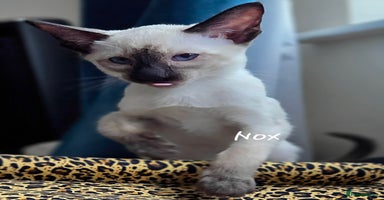 Siamese cats - Advert 2