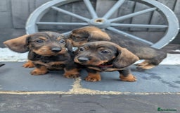 Dachshund dogs for sale: KC Register Standard Wirehaired Dachshund Puppies in Lincoln - Image 13