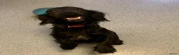 Cockapoo dogs for sale: Beautiful miniature cockapoo puppies for sale  - Advert 1