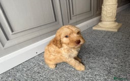 Cockapoo dogs for sale: Beautiful Cockerpoo Puppies. (Sand, Merle, Black) - Image 22