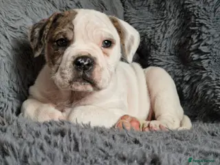 Alapaha Blue Blood Bulldog dogs Stunning IABBR Alapaha BBB Female - Advert 3