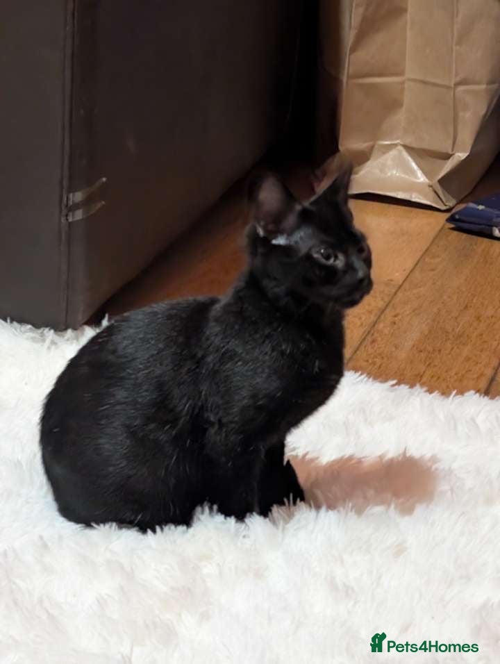 Bengal cats Black Bengal Kitty - Advert 4