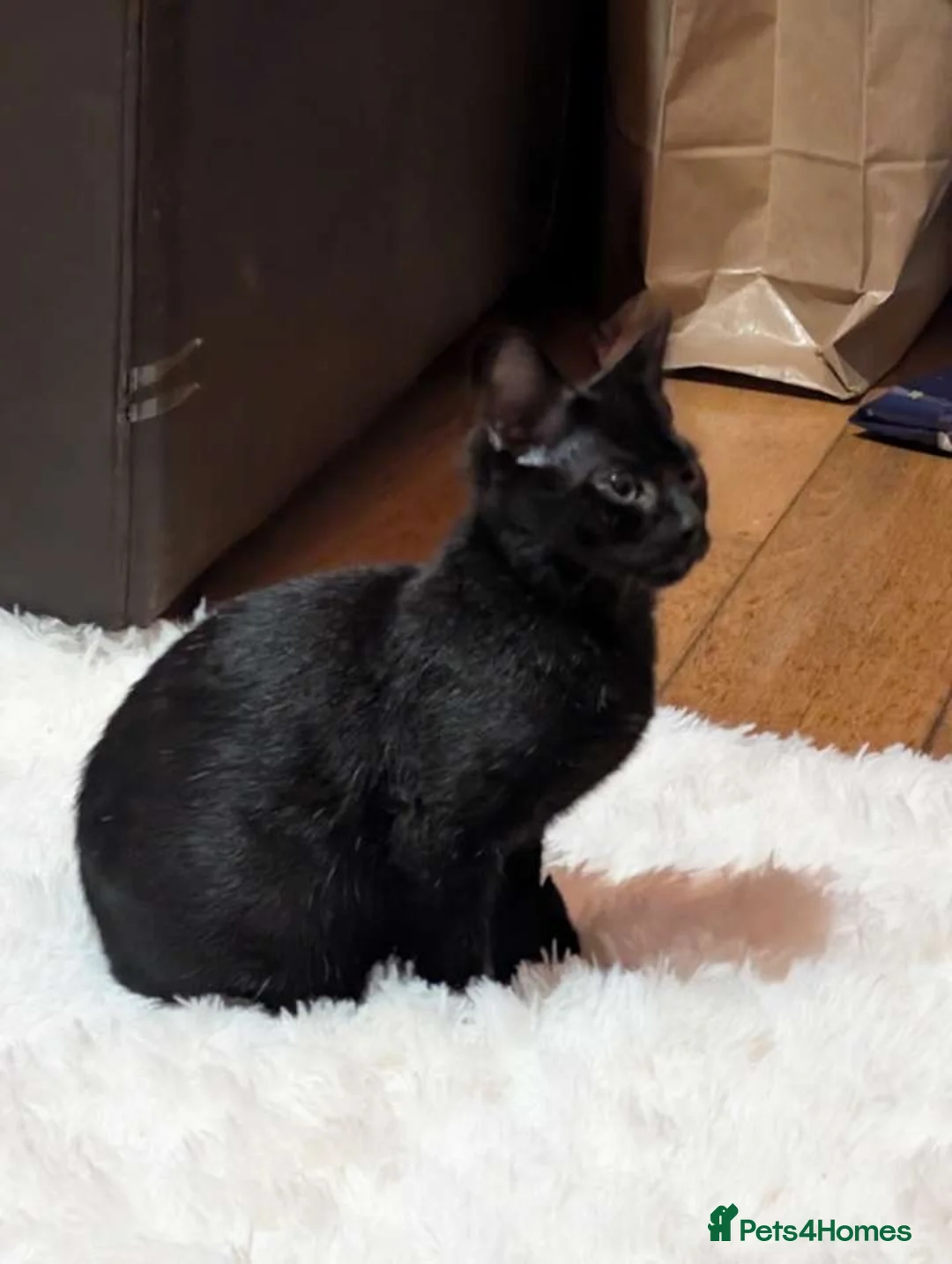 Bengal cats for sale: Black Bengal Kitty - Advert 1