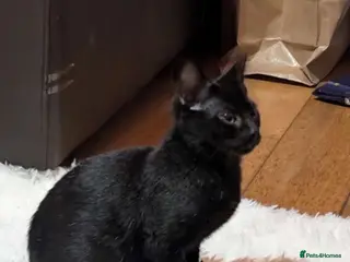 Bengal cats Black Bengal Kitty - Advert 4