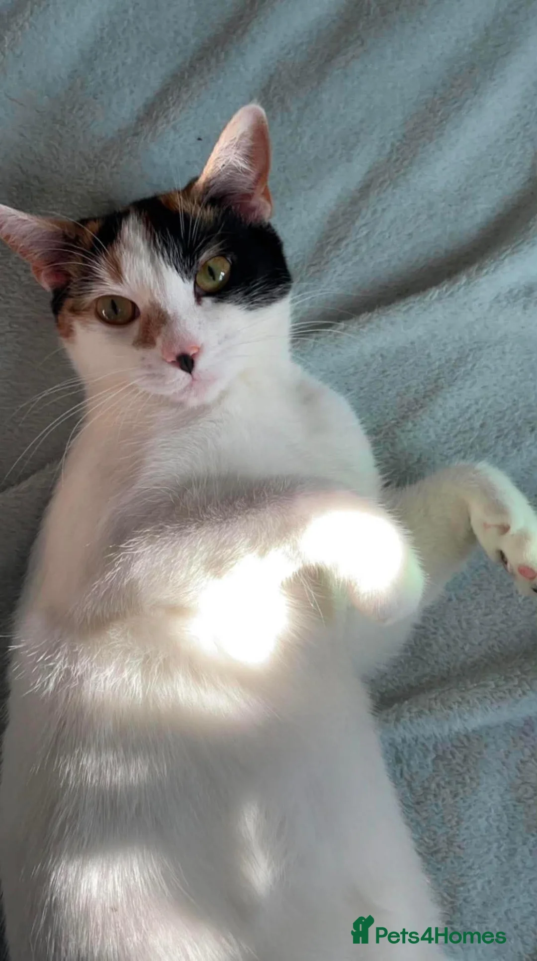 Mixed Breed cats for sale: 4 adorable kittens for sale! in Westcliff-on-Sea - Advert 2