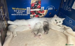 British Shorthair cats for sale: BSH Silver Tabby kittens for Sale! - Image 6