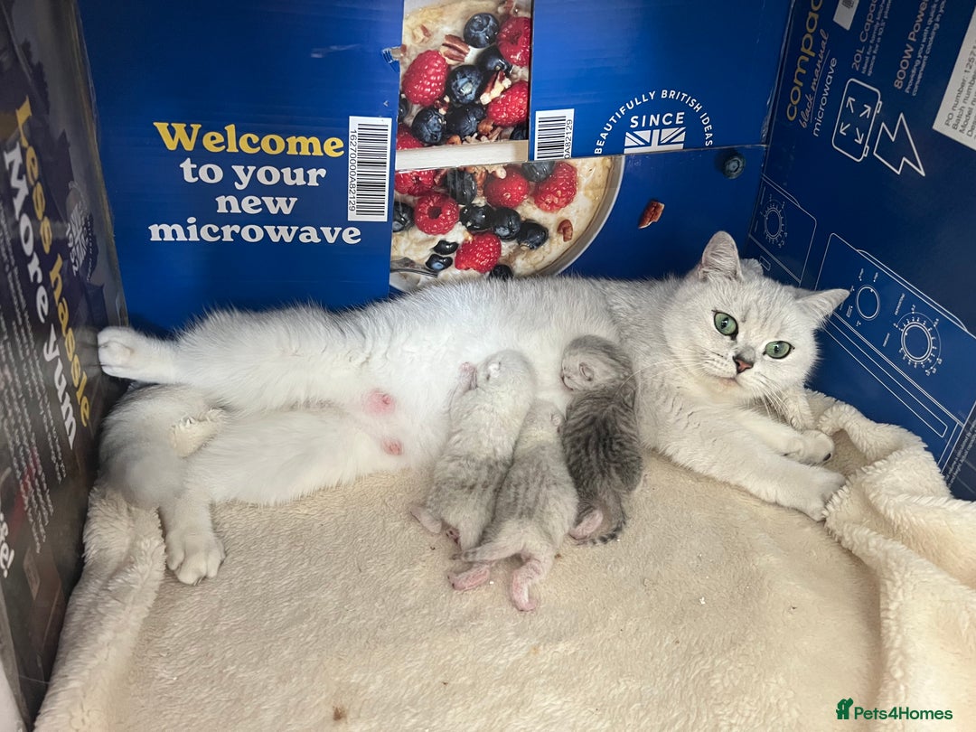 British Shorthair cats for sale: BSH Silver Tabby kittens for Sale! - Image 6
