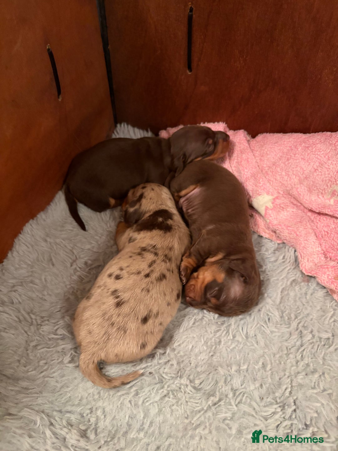 Dachshund dogs for sale: miniature dachshund  - Advert 2