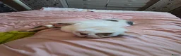 Domestic Shorthair cats for sale: Bonded brother & sister looking for a loving home - Advert 16