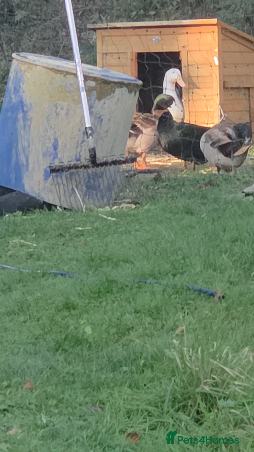 Ducks poultry for sale: Ducks - Advert 4