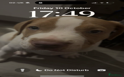 Mixed Breed dogs for sale: staffordshire bully x springer open to any offers - Image 5