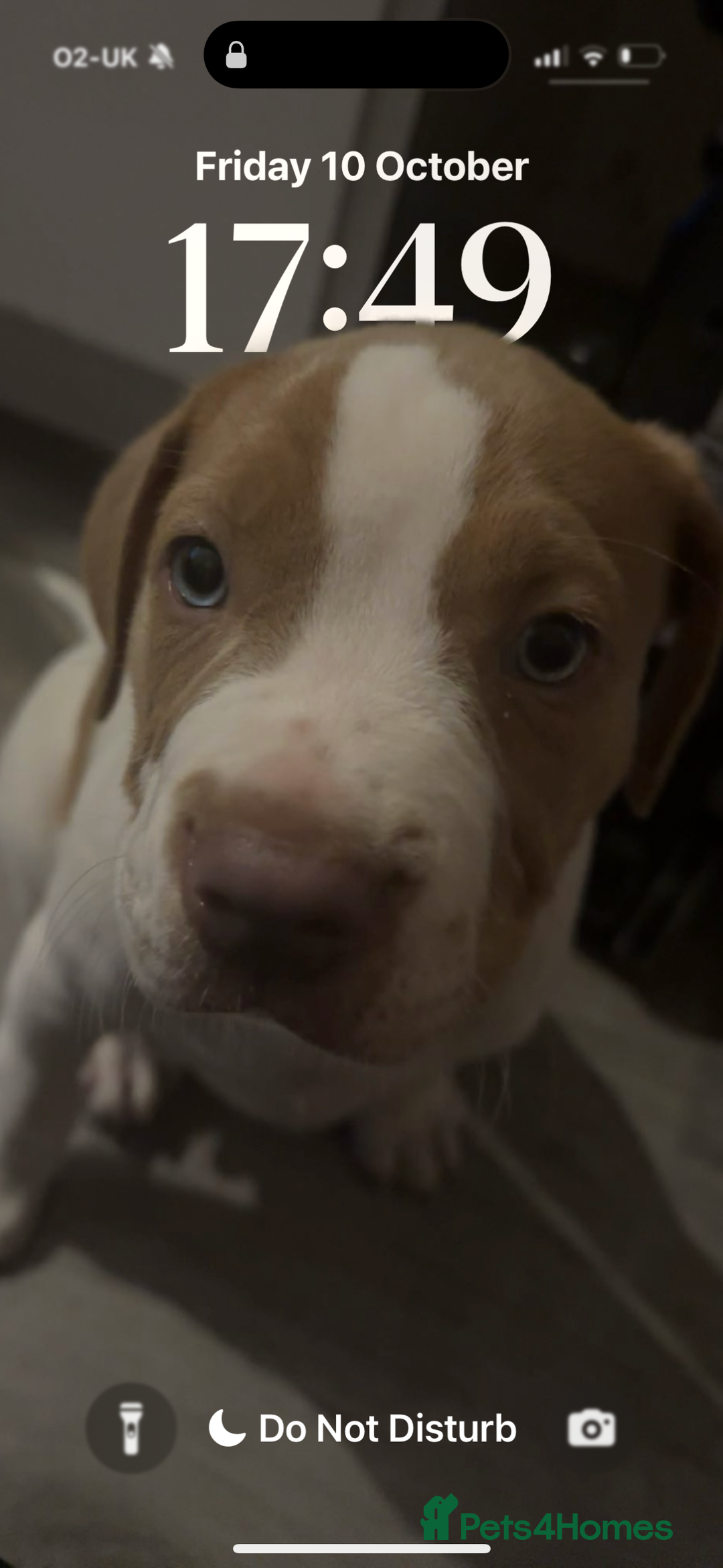 Mixed Breed dogs for sale: staffordshire bully x springer open to any offers - Image 5