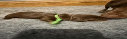 Miniature Dachshund dogs for sale: Beautiful KC registered miniature dachshunds - Advert 10