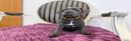Staffordshire Bull Terrier dogs for sale: Premium RKC Staffordshire Bull Terrier Puppies 3 in Peterborough - Advert 18