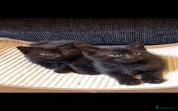 Domestic Shorthair cats for sale: Bonded pair black kittens 18 weeks old - Image 1