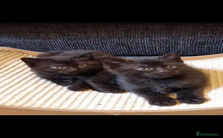 Domestic Shorthair cats - Advert 14