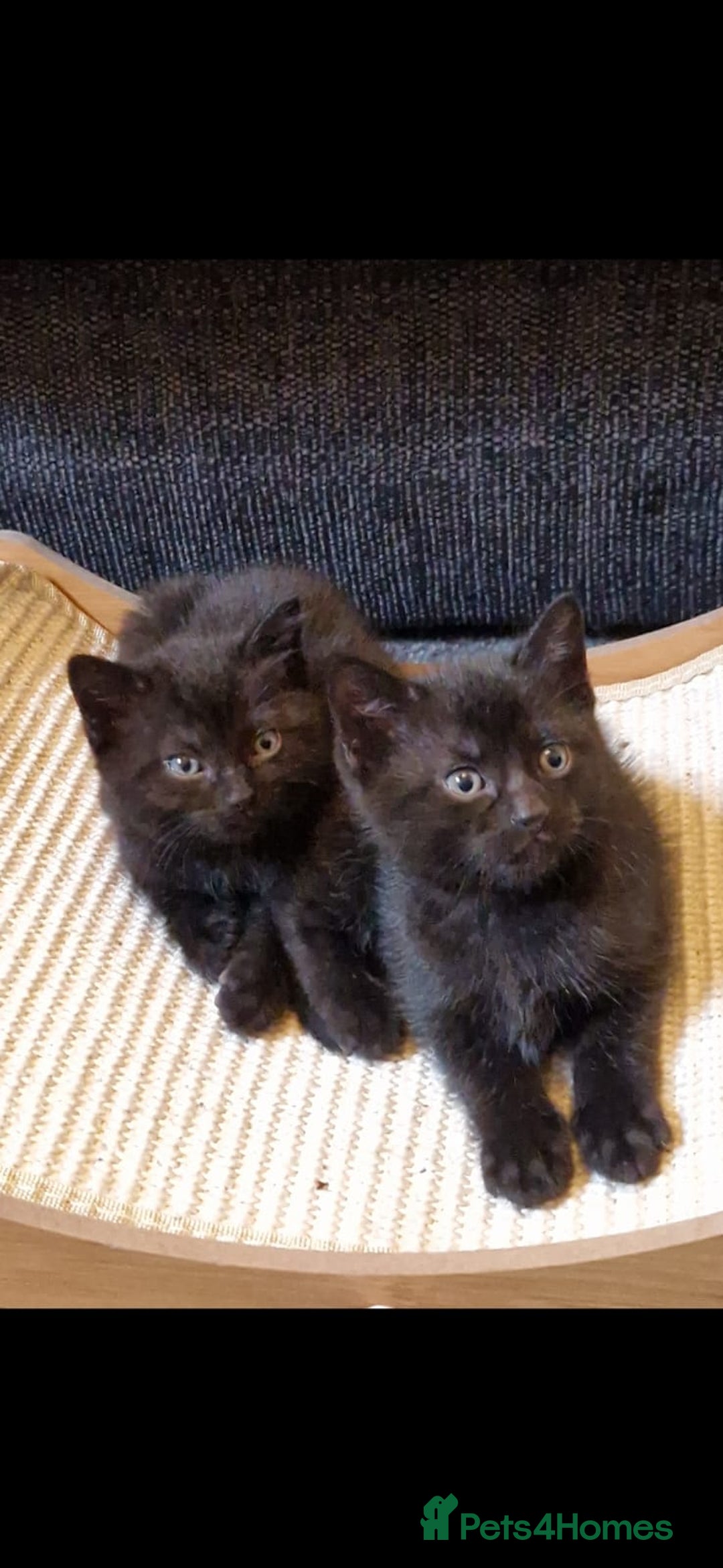 Domestic Shorthair cats for sale: Bonded pair black kittens 18 weeks old - Image 1
