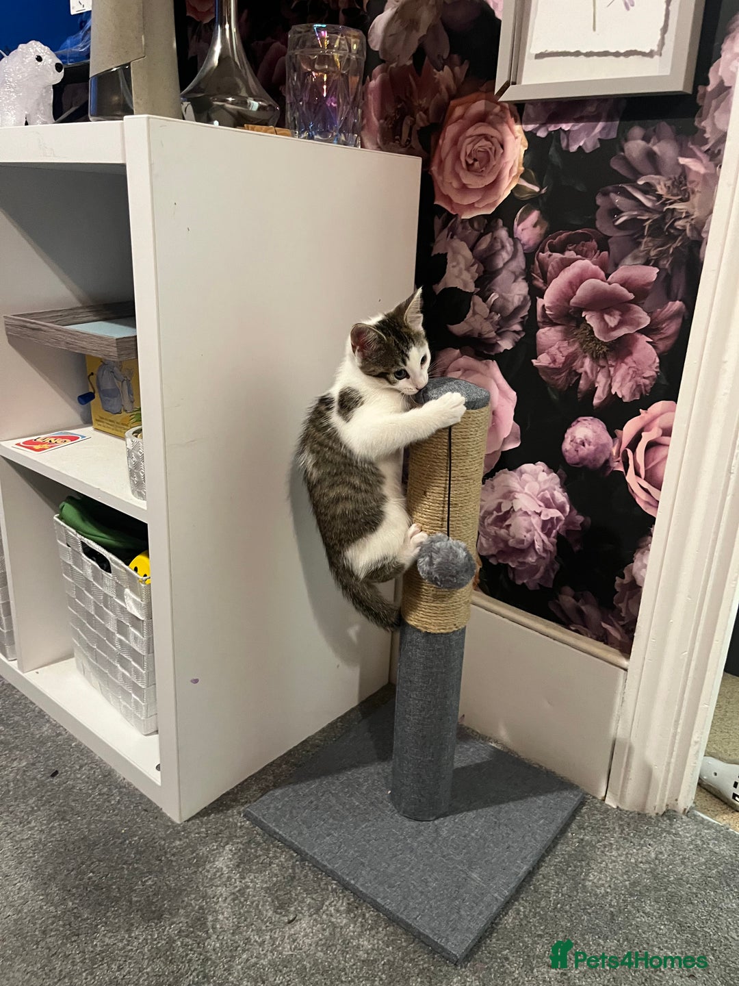 Mixed Breed cats for sale: Gorgeous 3month old kitten  - Image 6