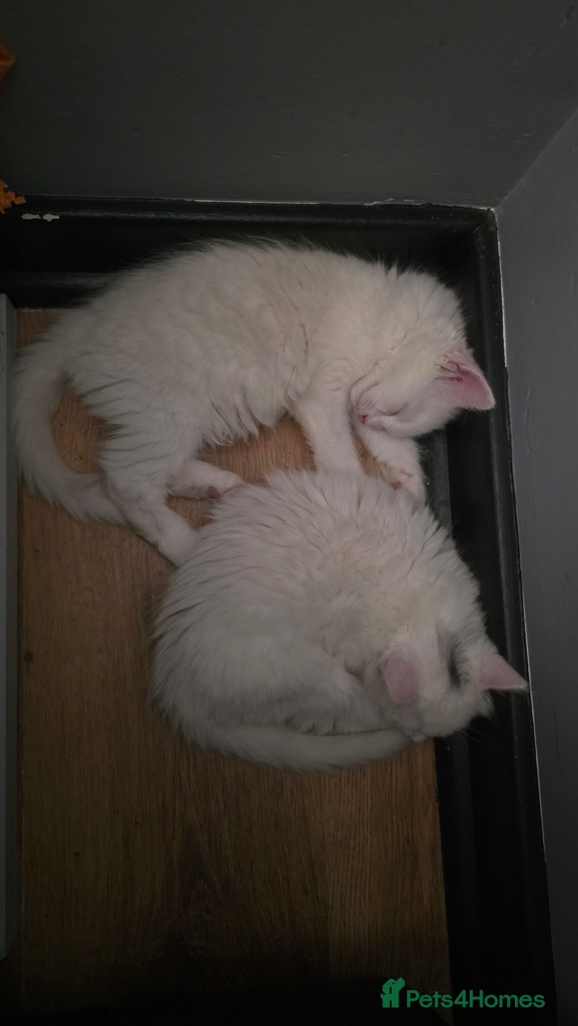 Turkish Angora cats 2 Turkish Angora Kitten - Advert 2