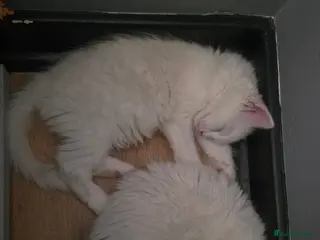 Turkish Angora cats 2 Turkish Angora Kitten - Advert 2