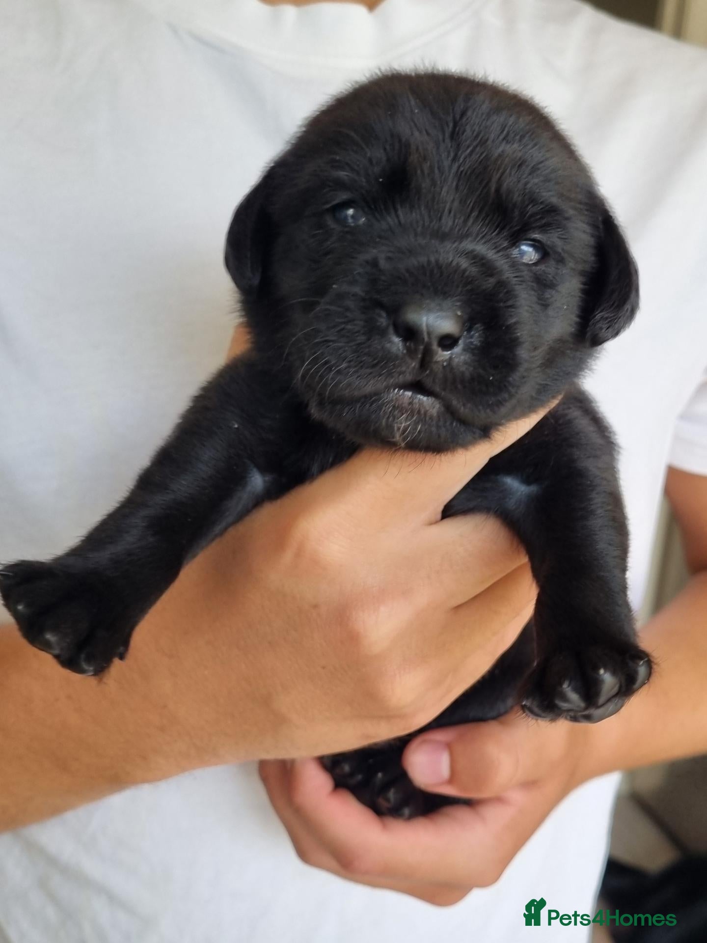 Labrador Retriever dogs  BEAUTIFUL PUPPIES FROM FULLY HEALTHTESTED PARENTS - Advert 4