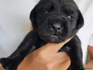Labrador Retriever dogs BEAUTIFUL PUPPIES FROM FULLY HEALTHTESTED PARENTS - Advert 4