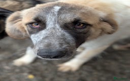 Mixed Breed dogs for adoption: Islay - In Ayr looking for a home  - Image 4