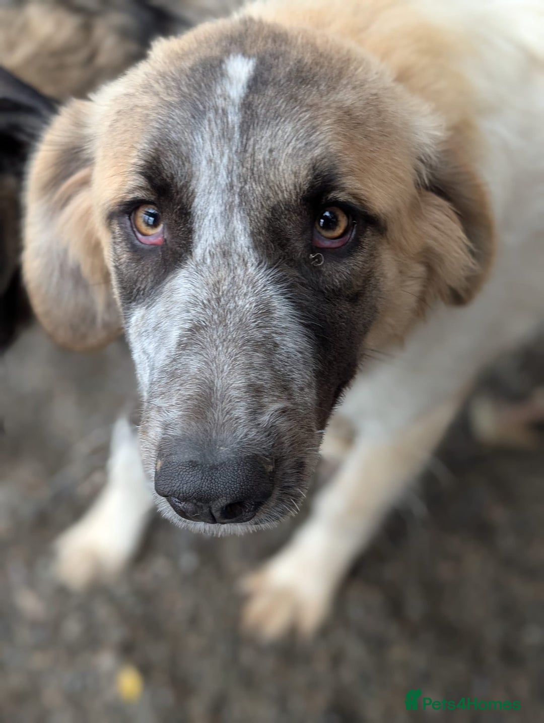 Mixed Breed dogs for adoption: Islay - In Ayr looking for a home  - Image 4