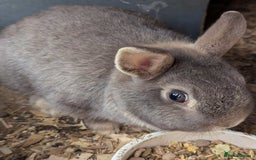 Netherland Dwarf rabbits for sale: NETHERLAND DWARF BUNNIES - Image 3