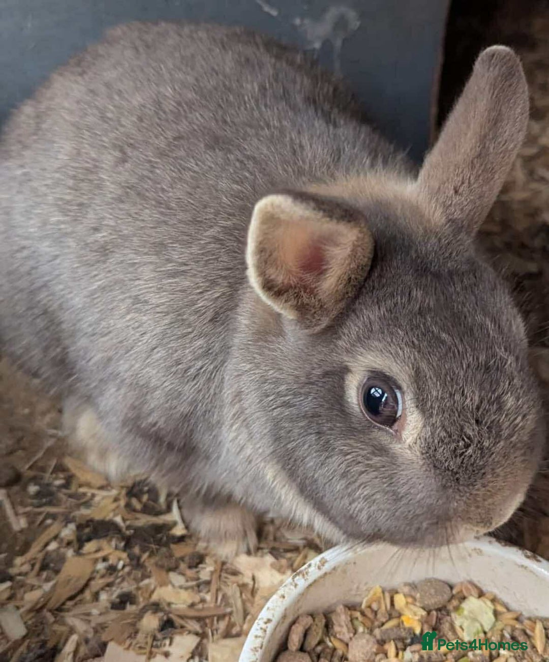 Netherland Dwarf rabbits for sale: NETHERLAND DWARF BUNNIES - Image 3