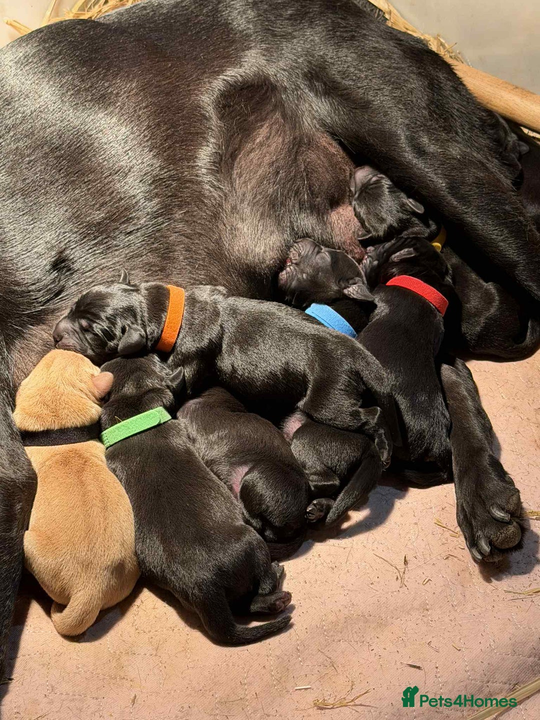 Labrador Retriever dogs for sale: Labrador puppies  - Image 10