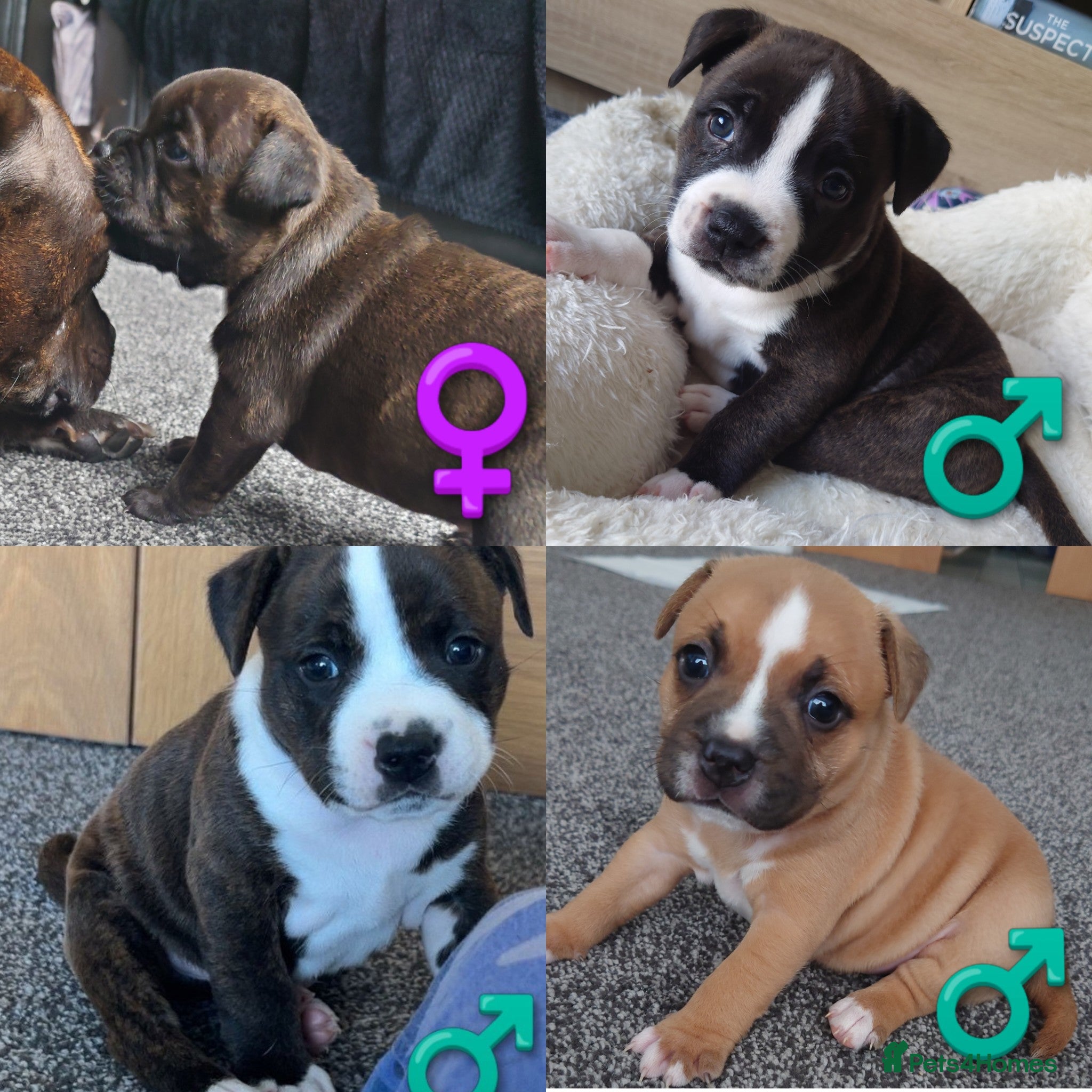 Staffordshire Bull Terrier dogs 6x full breed KC Staffordshire bull terrier pups - Advert 4