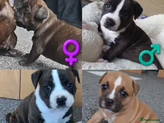 Staffordshire Bull Terrier dogs 6x full breed KC Staffordshire bull terrier pups - Advert 8