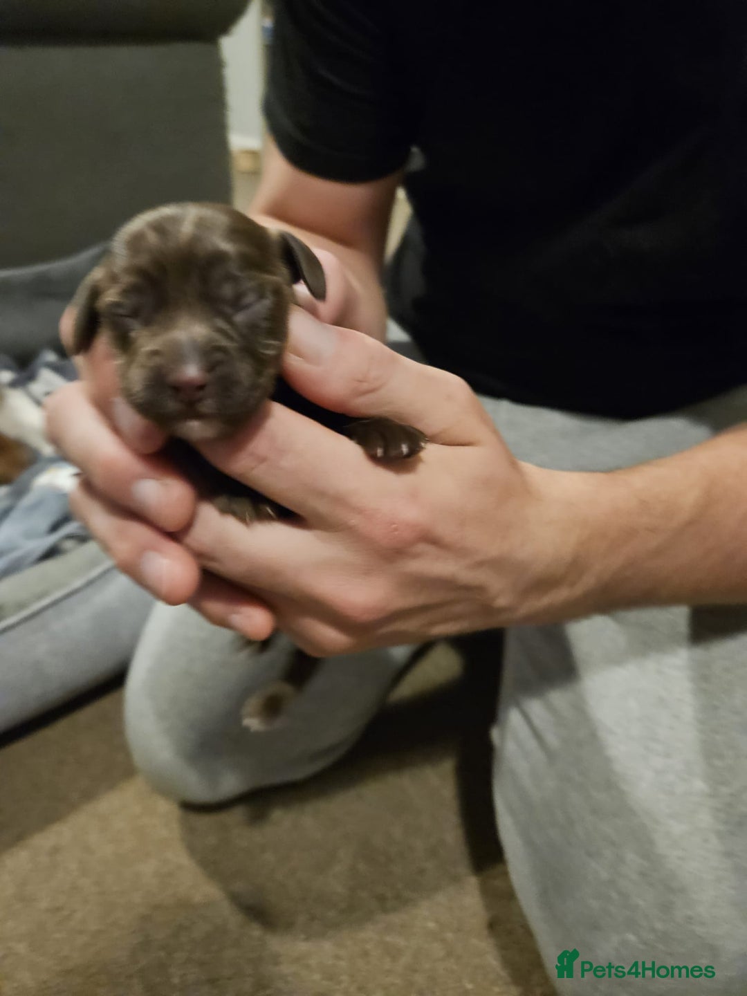 Cocker Spaniel dogs for sale: KC Working Cocker Spaniel Puppies - Advert 3