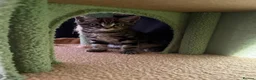 Scottish Fold cats for sale: Scottish Fold Kittens Available - Advert 3