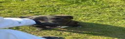 Mixed Breed dogs for adoption: Toff 9 month, medium Macedonian Rescue girl - Advert 7