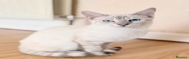 Bengal 1