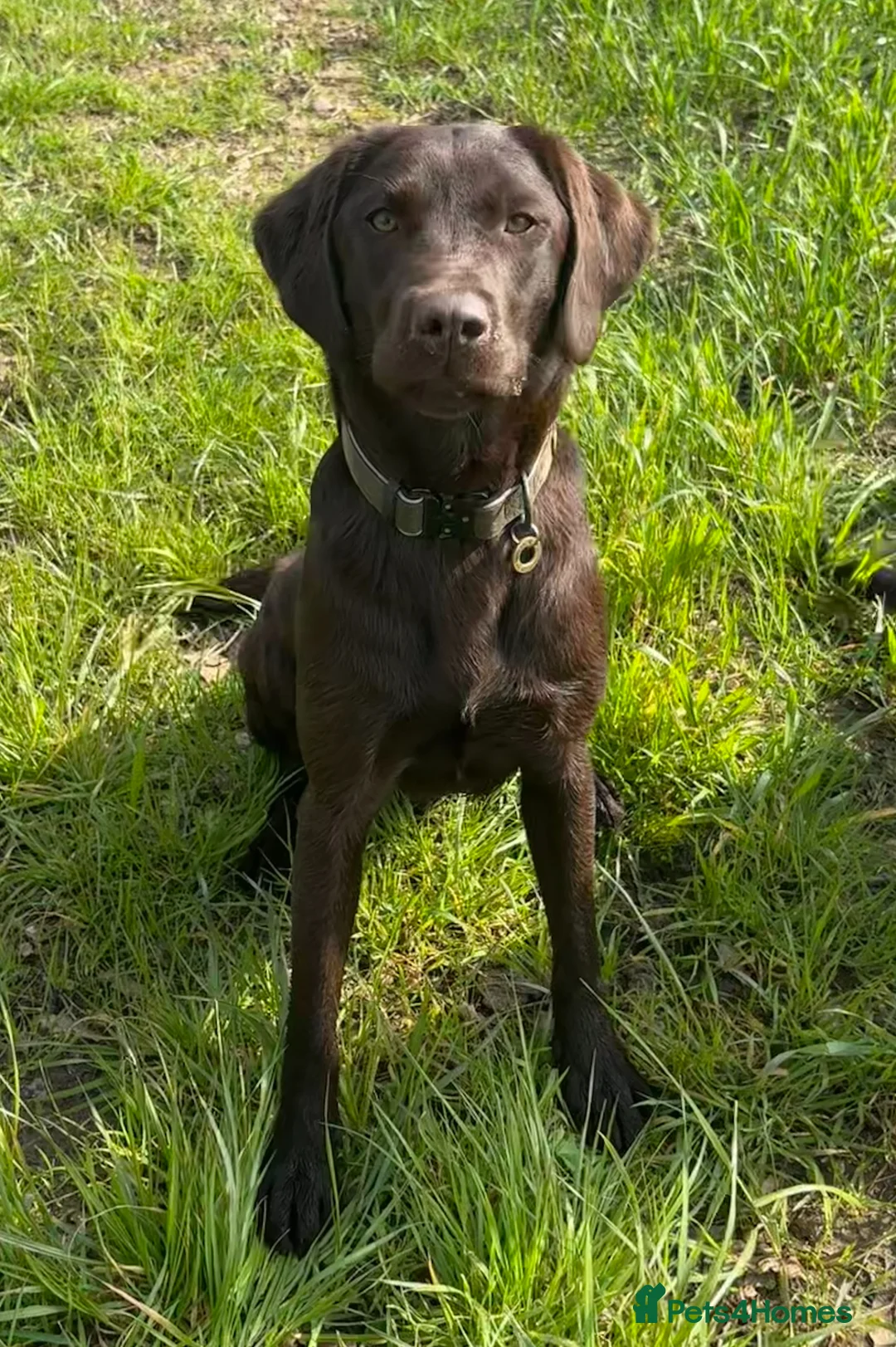 Labrador Retriever dogs for sale: Outstanding quality Chocolate Labrador pups - Advert 2
