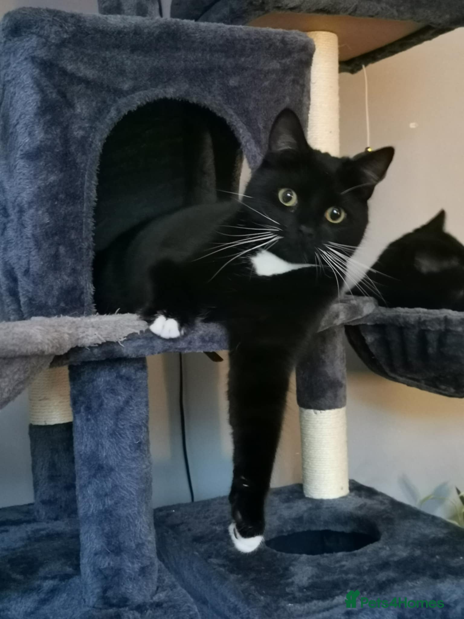 Mixed Breed cats Mr lucky  in Wisbech - Advert 5